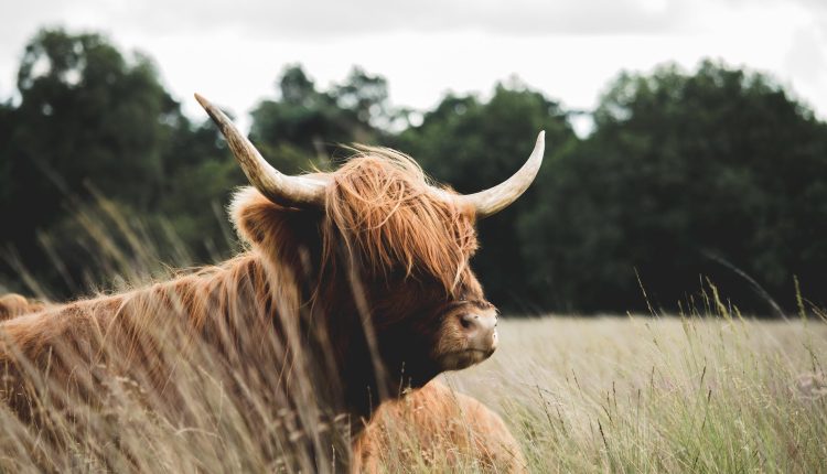 yaz icin rahat ve sik ayakkabi modelleri